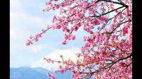 一首日本歌曲歌词为鲜花盛开的山坡，光辉灿烂的日子
