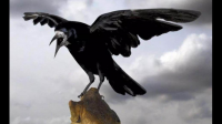 超级猛男流浪的黑乌鸦