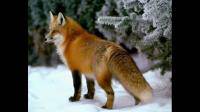 为什么小时候对小狐狸的印象是红色的？？